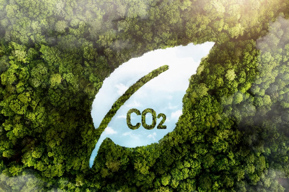 Representação visual da redução de CO2 em uma floresta, com uma folha simbolizando práticas sustentáveis e preservação ambiental.